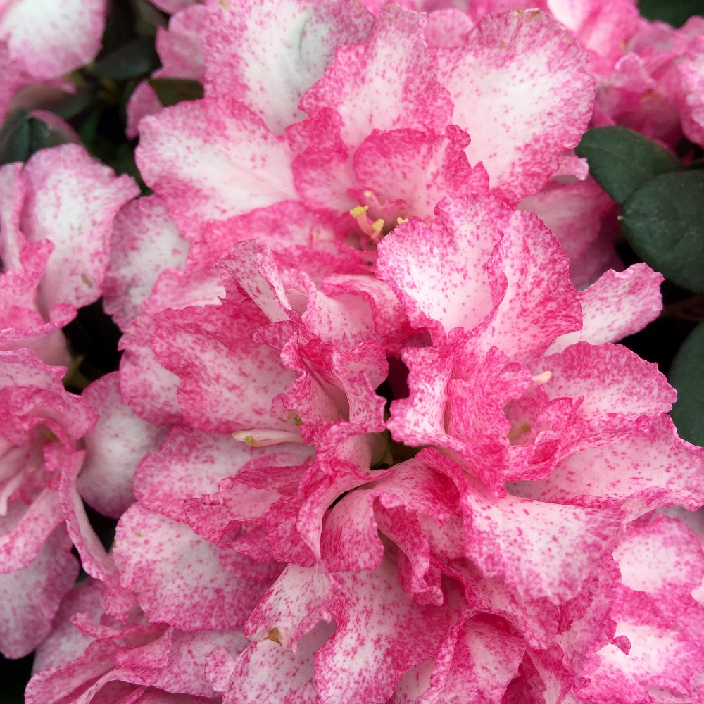 Meet your Posher, Bernadette